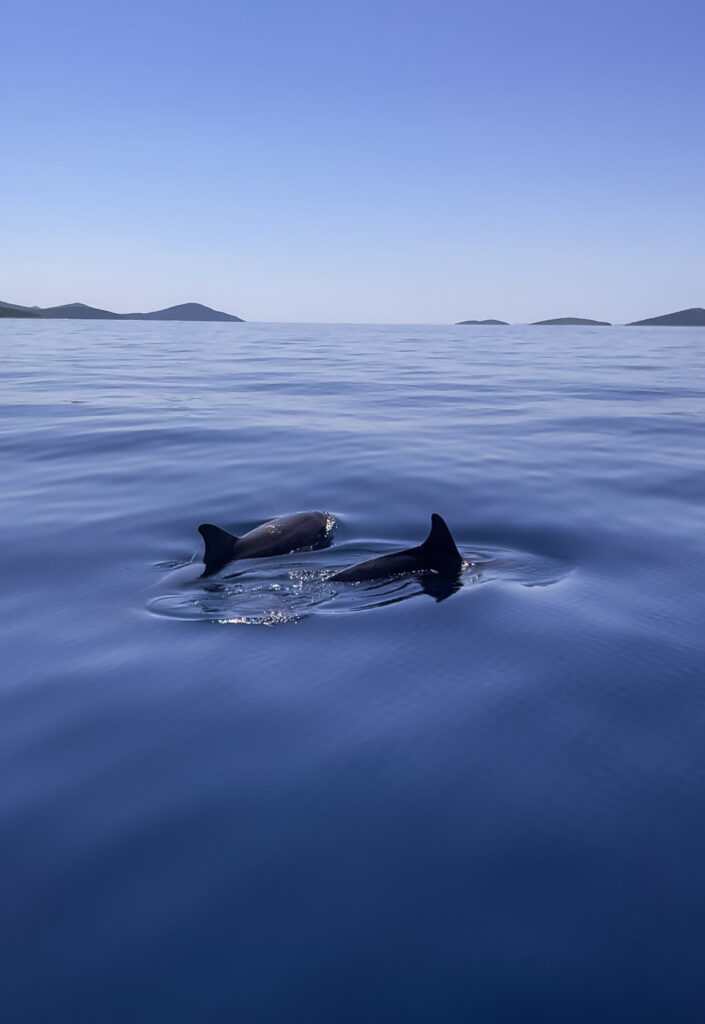 Delfíni u ostrova Pašman